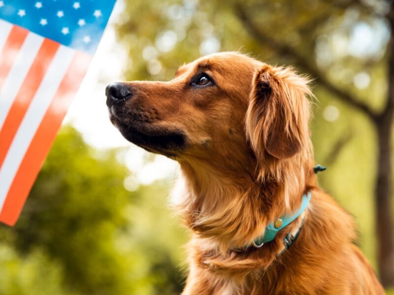 Dog Breeds In America